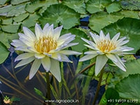 moonbeam-tropical-water-lilly