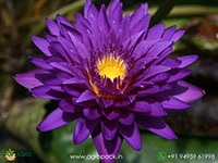 morada-bay-water-lily
