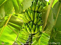 morris-robusta-banana