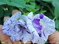 muli-coloured-butterfly-pea