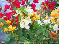Multi-Grafted-Bougainvillea5