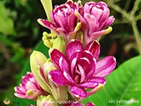 multi-petal-tuberose