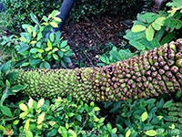 musa-thousand-fingers-banana