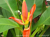 musa-laterita-ornamental-dwarf-banana