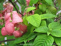 mussaenda-pink