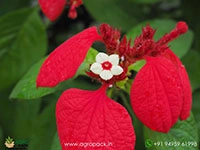 mussaenda-red