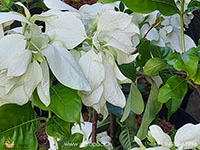 mussaenda-white