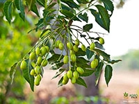 Neem2