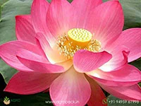Nelumbo-nucifera-Lotus3