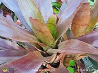 neo-red-wizard-bromeliad