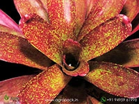 neoregelia-gold-fever-bromeliad