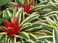 neoregelia-morado-bromeliad