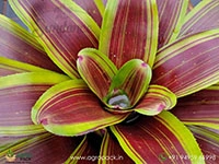 neoregelia-namaskar-bromeliad