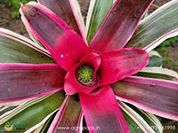neoregelia-raphaels-bromeliad