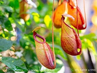 nepenthes-pitcher