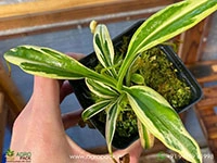 nepenthes-gracilis-variegated-carnivorous