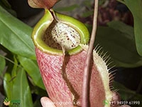 nepenthes-merrilliana-carnivorous