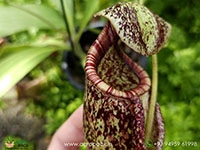 nepenthes-rafflesian-carnivorous