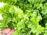 Nephrolepis-Exaltata-Pom-Pom-Fern1