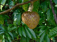 Netted-Custard-Apple1