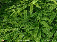 northern-maidenhair-fern