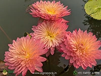 Nymphaea-Hassabadin-Water-Lily2