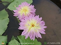 nymphaea-heize-pink-water-lily