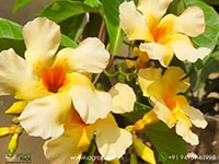 odontadenia-macrantha