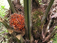 oil-palm