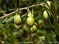 olive-plant