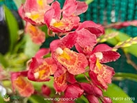 oncidium-lava-burst-orchid