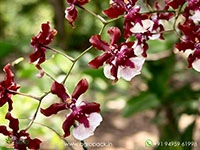 oncidium-sharry-baby-orchid