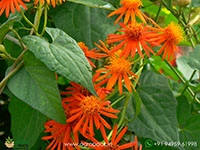 orange-mexican-flame-vine