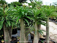 Pachypodium-Lamerei1