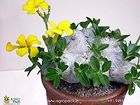 pachypodium-brevicaule