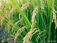 Paddy1