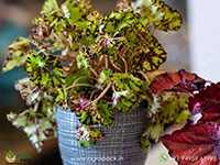 painted-leaf-rex-begonia