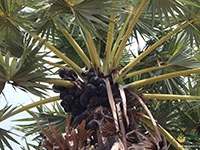 jaggery-palm