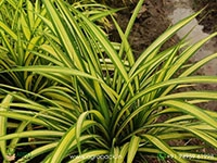 pandanus-golden-variegated