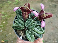 Paphiopedilum-rungsuriyanum2