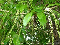 Parijatham5