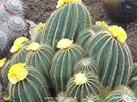 Parodia-Magnifica-Balloon-Cactus1
