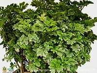 parsley-aralia