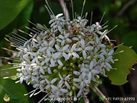 Pavetta-capensis1