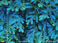 peacock-fern