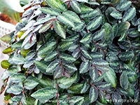 Pellionia-Repens4