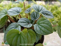 peperomia-frost