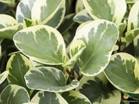 peperomia-obtusifolia-variegata