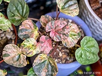 peperomia-pink-lady