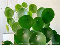 peperomia-polybotrya-raindrop